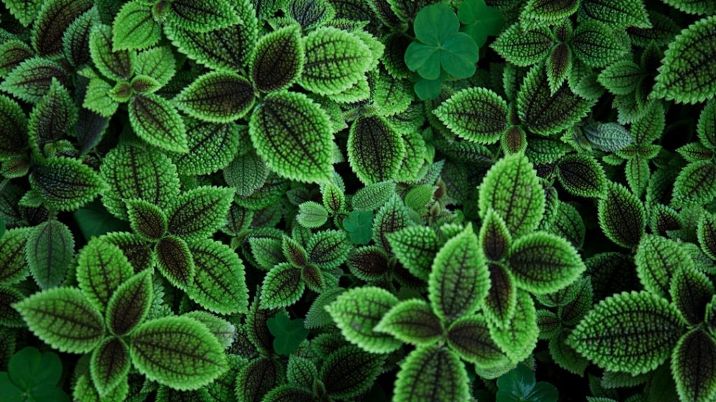 Photo Stevia plant